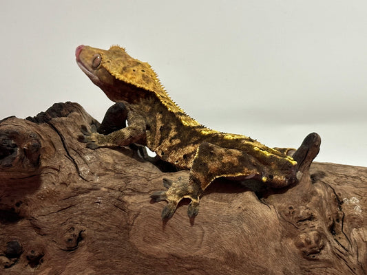 Male Tiger Crested Gecko NC-01m