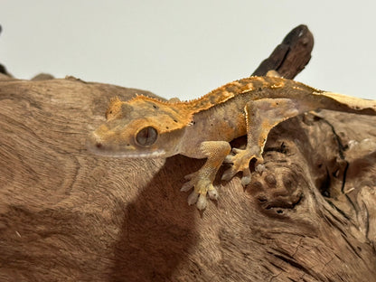 Juvenile Flame Crested Gecko NC-19j