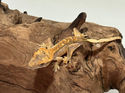 Juvenile Flame Crested Gecko NC-19j