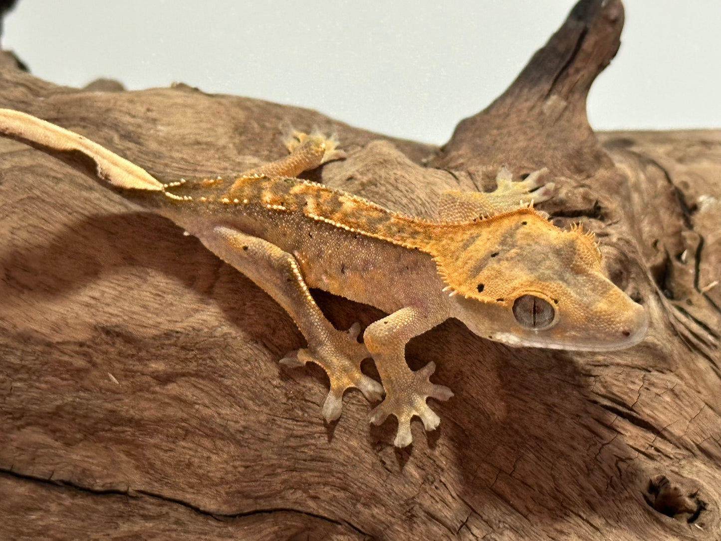 Juvenile Flame Crested Gecko NC-19j