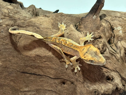 Juvenile Flame Crested Gecko NC-19j