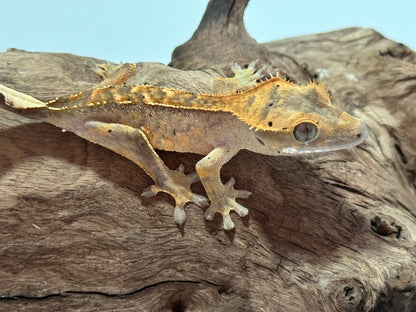 Juvenile Flame Crested Gecko NC-19j