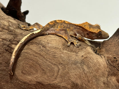 Juvenile Flame Crested Gecko NC-20j