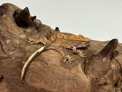 Juvenile Flame Crested Gecko NC-20j