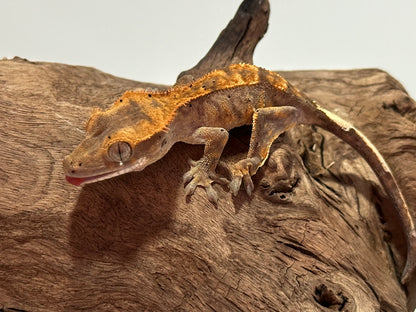 Juvenile Flame Crested Gecko NC-20j