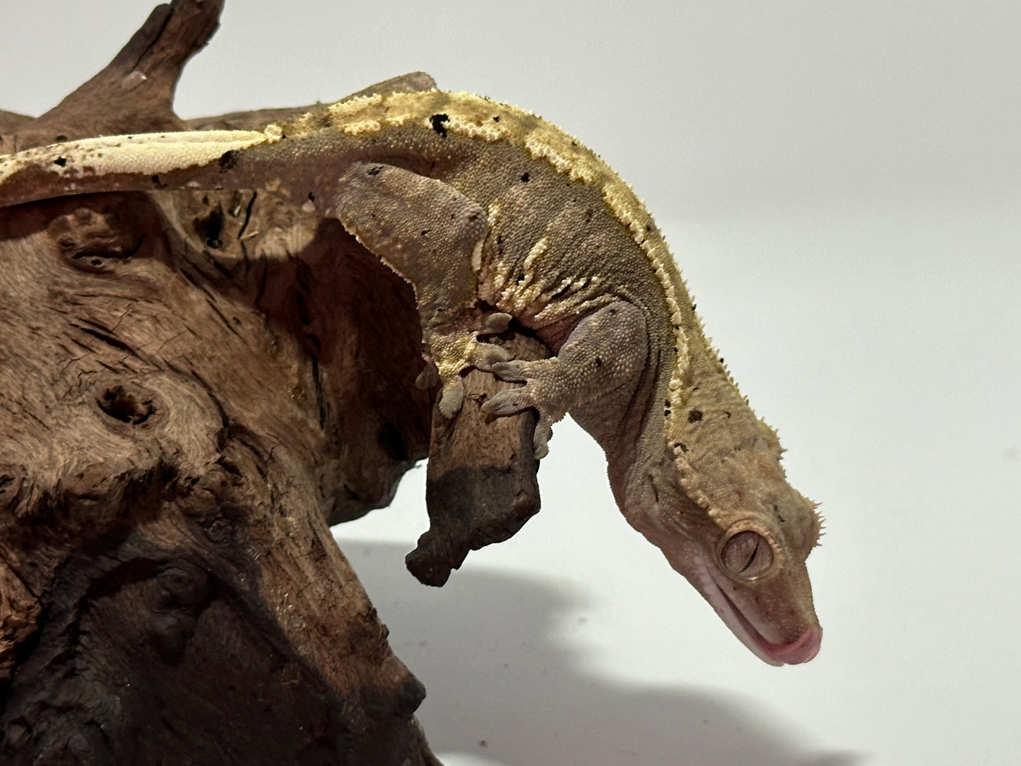 Male Harlequin Crested Gecko NC-10m