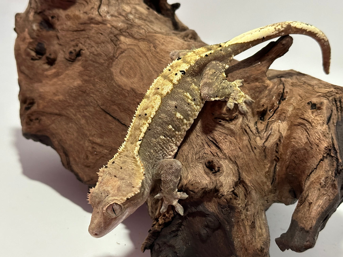 Male Harlequin Crested Gecko NC-10m