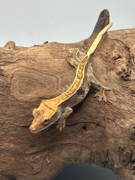 Juvenile Harlequin Crested Gecko NC-21j