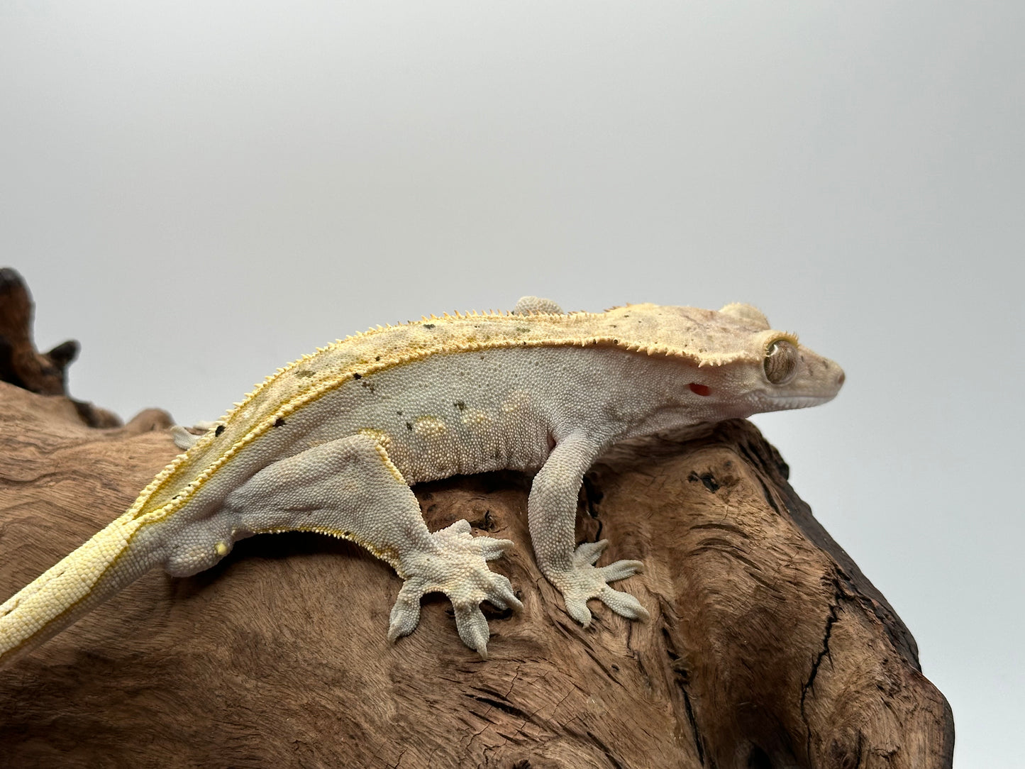 Male Harlequin Crested Gecko CC-01m