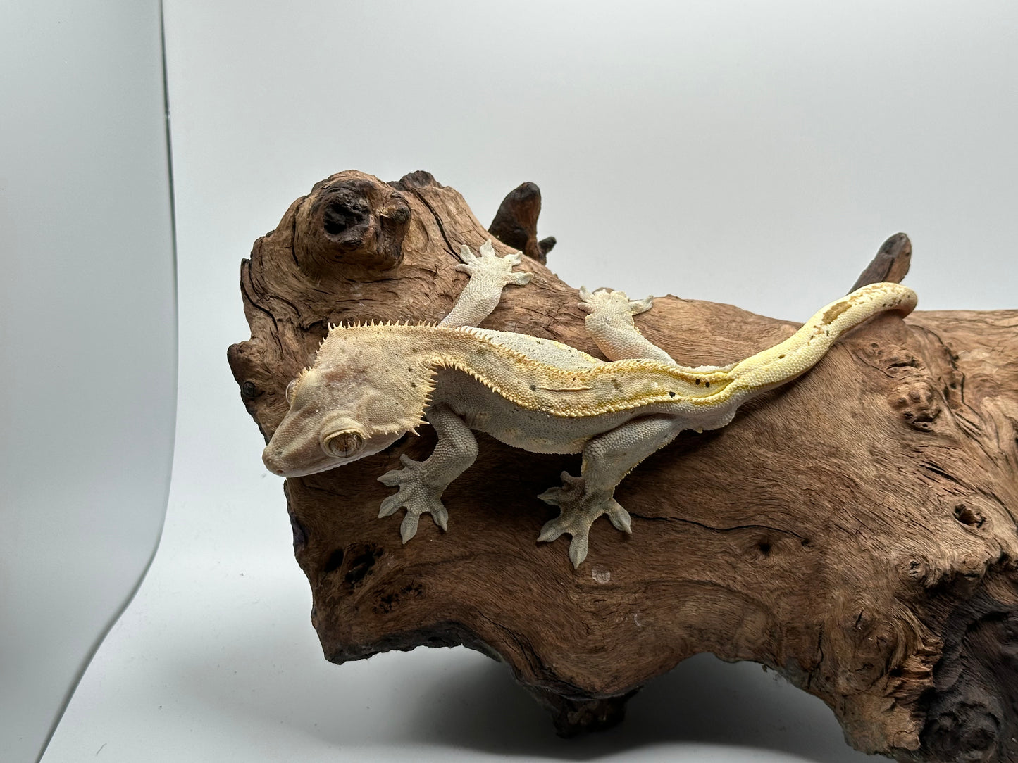 Male Harlequin Crested Gecko CC-01m