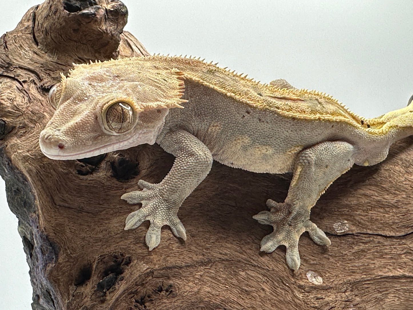 Male Harlequin Crested Gecko CC-01m