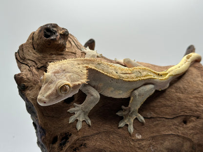 Male Harlequin Crested Gecko CC-01m